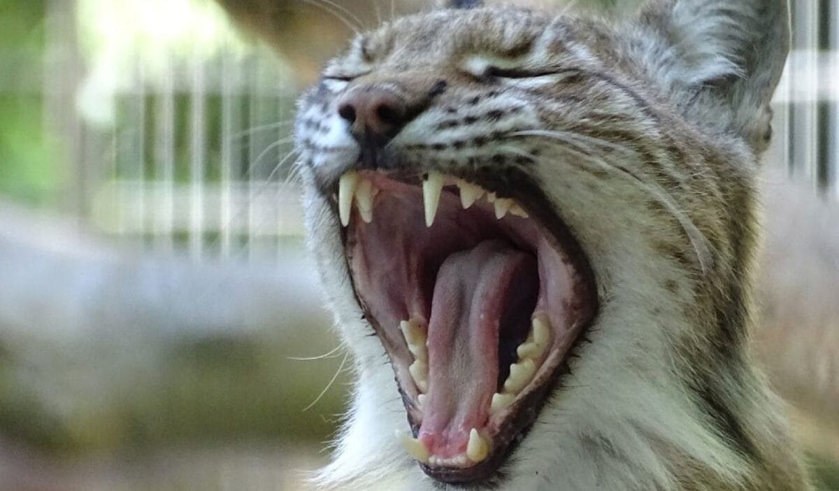 Danimarka’dan şok talep: i̇stenmeyen tavşan ve kobaylar yırtıcılar i̇çin yem olacak 1 Danimarka dan sok talep i stenmeyen tavsan ve kobaylar yirticilar i cin yem olacak 3219