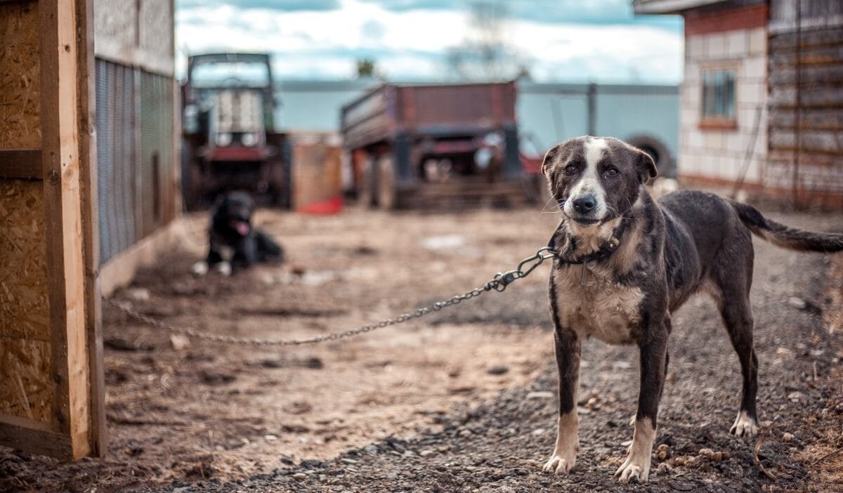 Dongulerin ve kurk ciftliklerinin sonu yakin mi sejm de partiler arasi uzlasi sansi var 5233