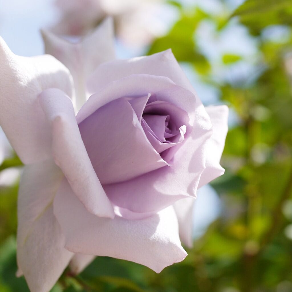 kraliyet bahcelerinin ihtisaminda maresal in gulu 41 kraliyet gul sergisi 6406