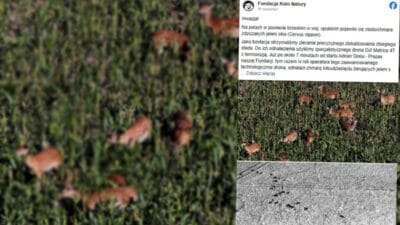 Opole bolgesi yabani bir geyik surusu tarlalara isiyor polonya icin bir tehdit 6517