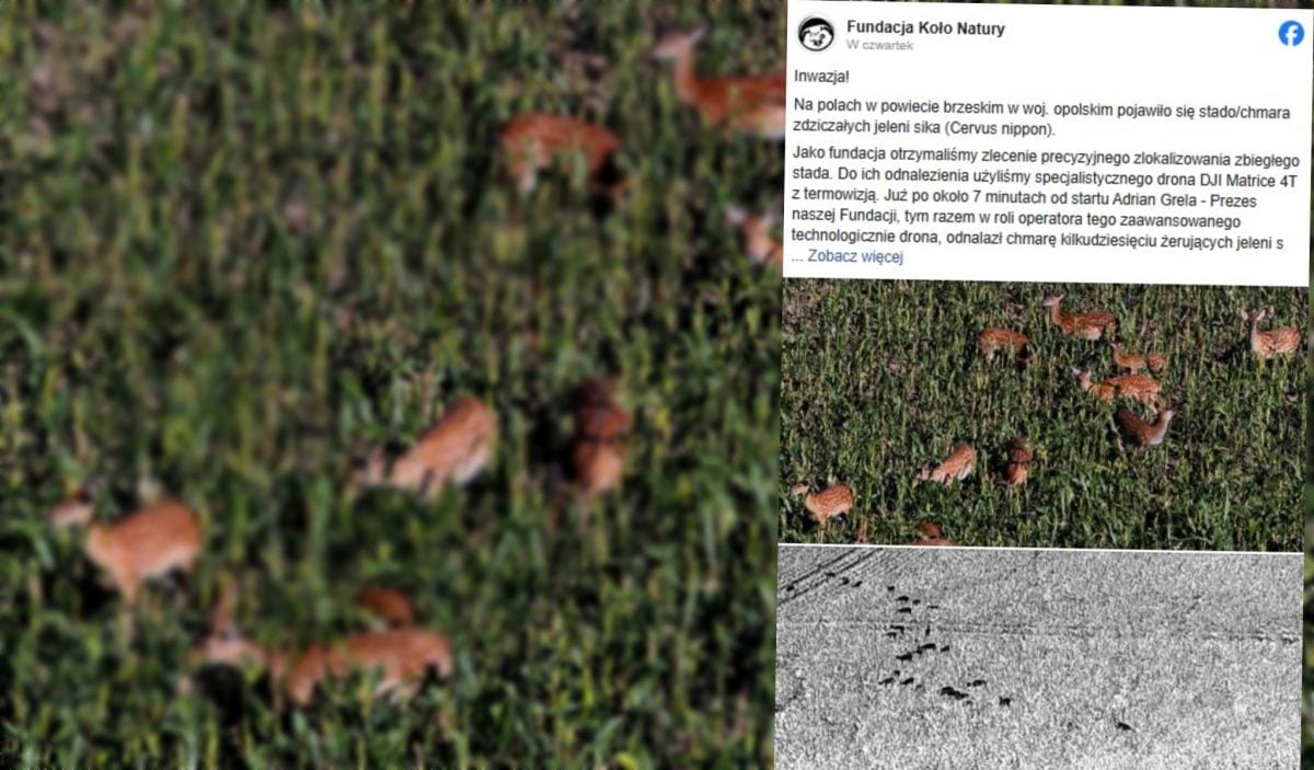 Opole bolgesi yabani bir geyik surusu tarlalara isiyor polonya icin bir tehdit 6517