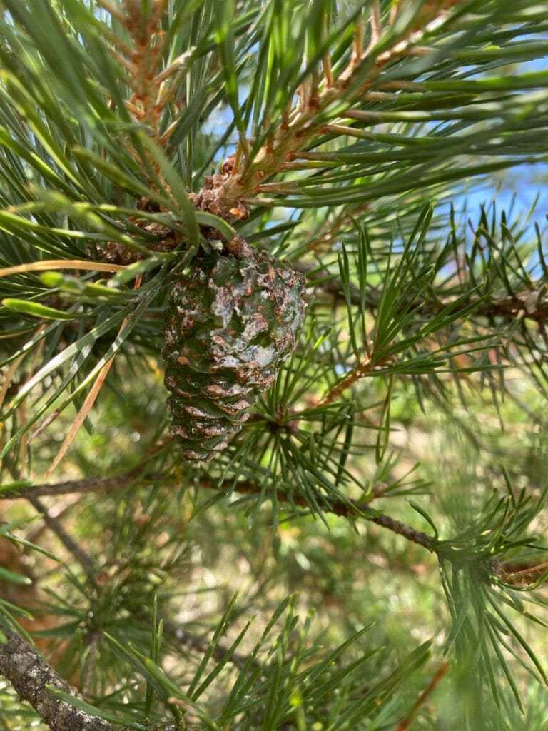 ormanda copten arinmis bir tatil atiklarin ne kadar surede ayristigini kontrol edin 6508
