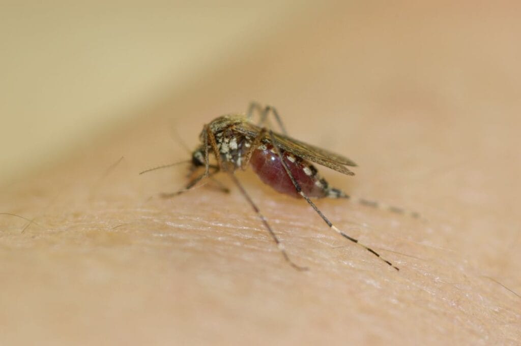 pasifik adalarinda deng atesi 16 500 den fazla hasta ve 17 olum 4458