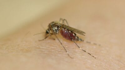 Pasifik adalarinda deng atesi 16 500 den fazla hasta ve 17 olum 4458