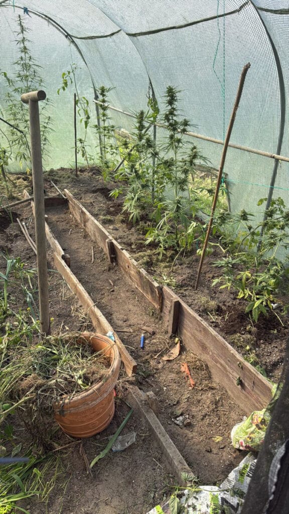 plastik tunellerde sebze yerine kenevir yetistirildi 6278