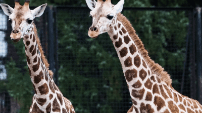 Pomelo bir yasinda varsova hayvanat bahcesi nden zurafa birinci yas gununu kutluyor 8030