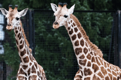 Pomelo bir yasinda varsova hayvanat bahcesi nden zurafa birinci yas gununu kutluyor 8030