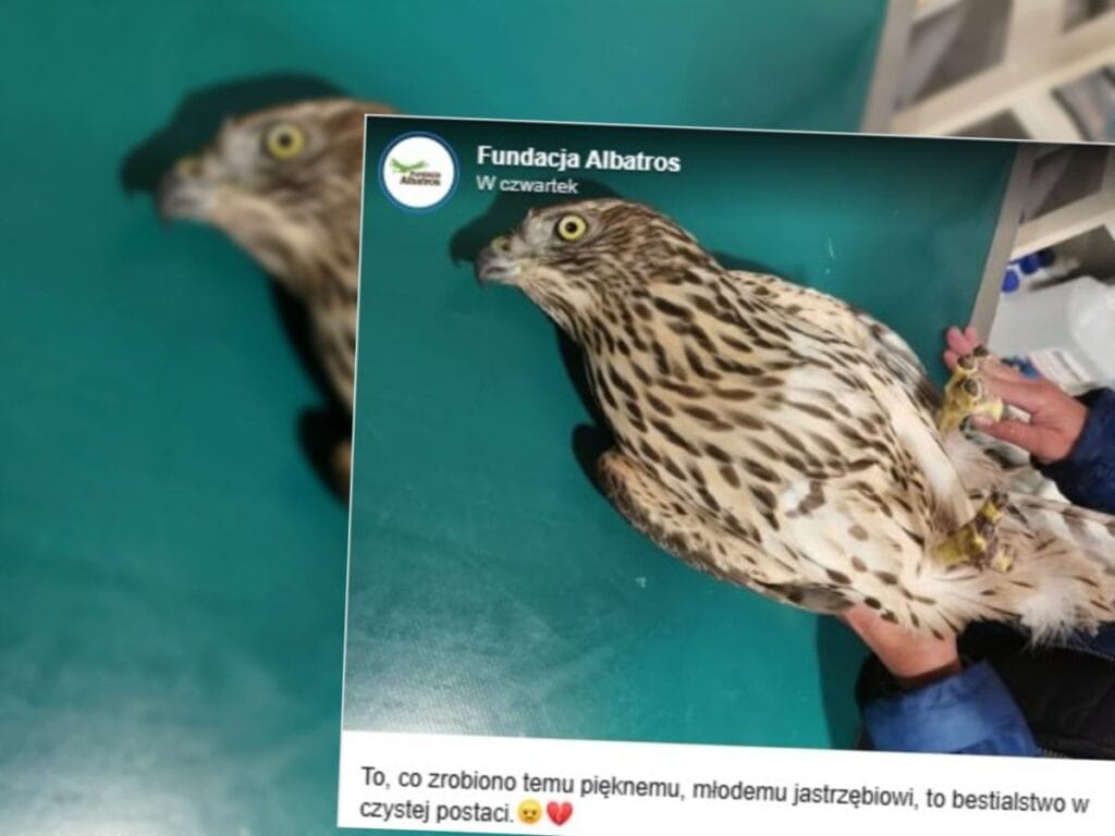 saf haliyle hayvanseverlik birisi genc bir sahinin parmaklarinin bir kismini kesmis 6460