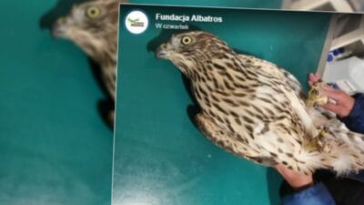 Saf haliyle hayvanseverlik birisi genc bir sahinin parmaklarinin bir kismini kesmis 6460