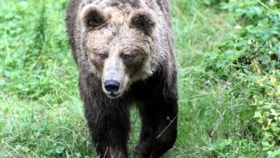 Slovakya da ayi saldirisi 28 yasindaki erkek yara gordu 4602