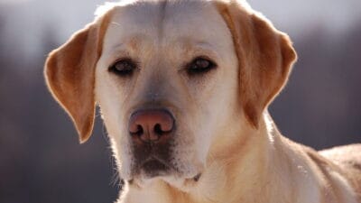 Uluslararası köpek günü: dört ayaklı hayvanların sorumlu bir şekilde sahiplenilmesini ve desteklenmesini teşvik edin 8 Uluslararasi kopek gunu dort ayakli hayvanlarin sorumlu bir sekilde sahiplenilmesini ve desteklenmesini tesvik edin 7069