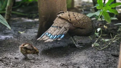Varsova hayvanat bahcesi kus evindeki nadir civciv bu yilki tek dogum 6430