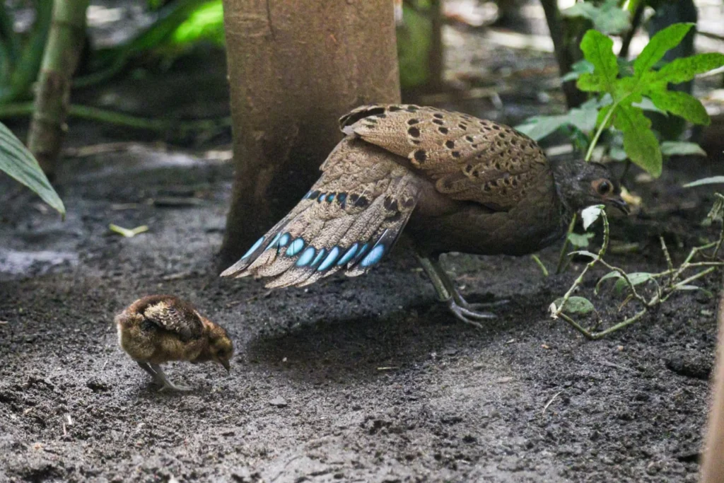 Varsova hayvanat bahcesi kus evindeki nadir civciv bu yilki tek dogum 6430