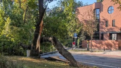 Agac elektrik diregine ve caddeye devrildi gecis engellendi 12426