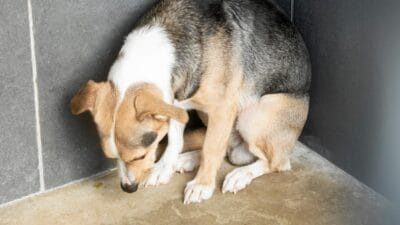 Almanya da sok edici kesif kopek kafasindan 42 kez vurulmus bir failleri var 9302