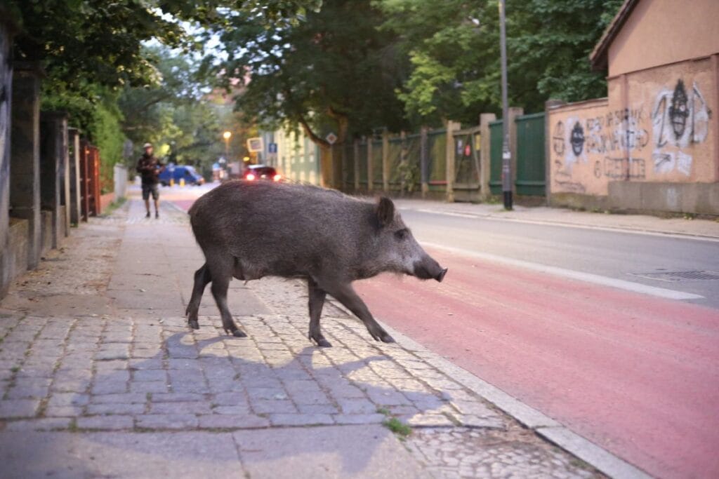 apartman bloklari arasinda bir av tufegiyle sehirlerde yaban domuzlari toplu halde olduruluyor ve bolge sakinleri hem hayvanlardan hem de avcilardan korkuyor 12115