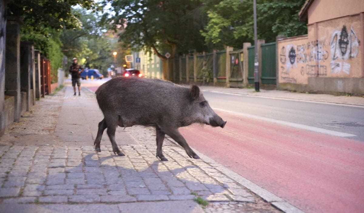 Apartman bloklari arasinda bir av tufegiyle sehirlerde yaban domuzlari toplu halde olduruluyor ve bolge sakinleri hem hayvanlardan hem de avcilardan korkuyor 12115