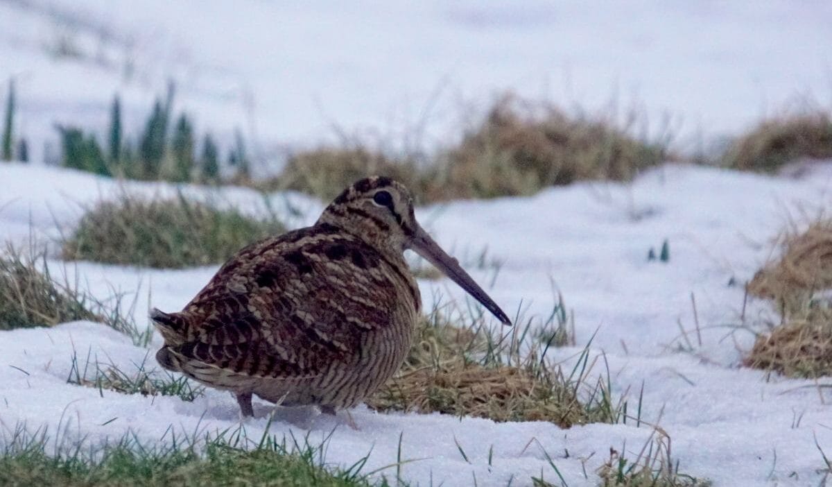 Bazi kuslar icin artik avlanmak yok bakanlik onlari av turleri listesinden cikardi 13421