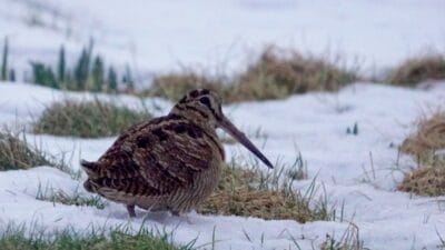 Bazi kuslar icin artik avlanmak yok bakanlik onlari av turleri listesinden cikardi 13421