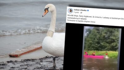 Bir kuguyu kurekle dovdu sok edici bir video internete dustu bir milletvekilinden aninda tepki 9959