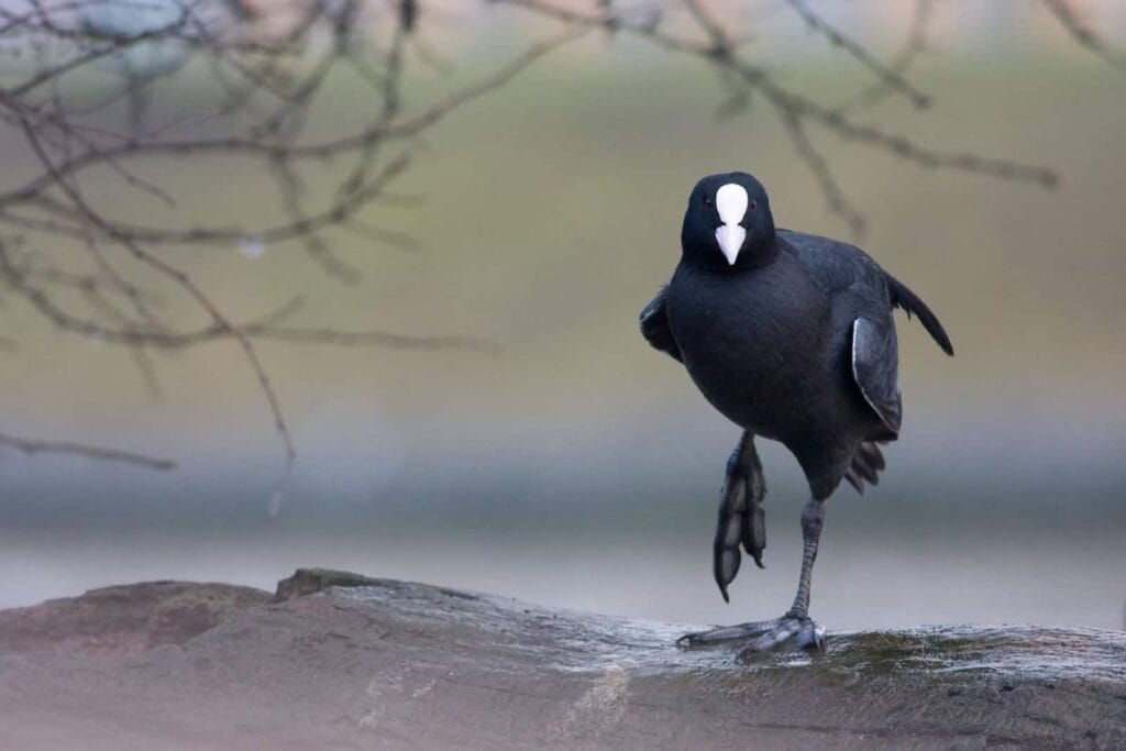 bu bu bes kus icin son av sezonu olacak i klim ve tarim bakanliklari arasinda bir anlasma var 8660