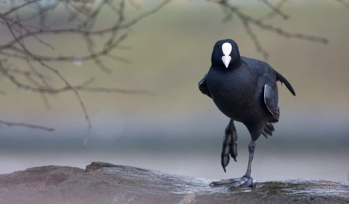 Bu, bu beş kuş için son av sezonu olacak. İklim ve tarım bakanlıkları arasında bir anlaşma var. 1 Bu bu bes kus icin son av sezonu olacak i klim ve tarim bakanliklari arasinda bir anlasma var 8660