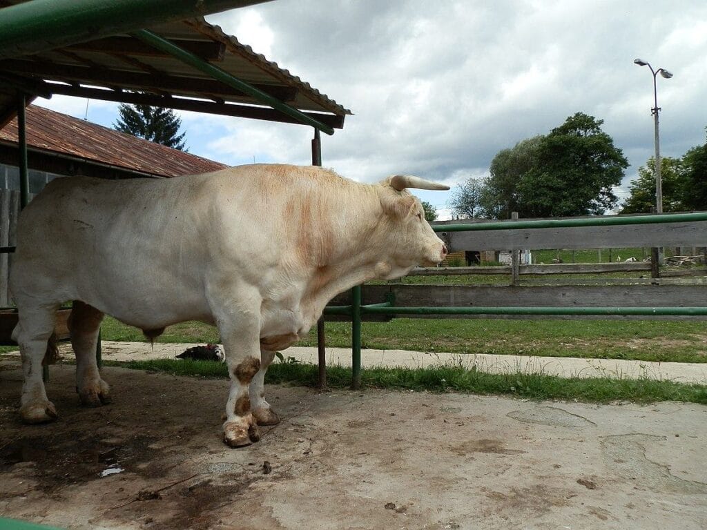 buyuk polonya da trajedi bogalar bir adami ezdi 10653