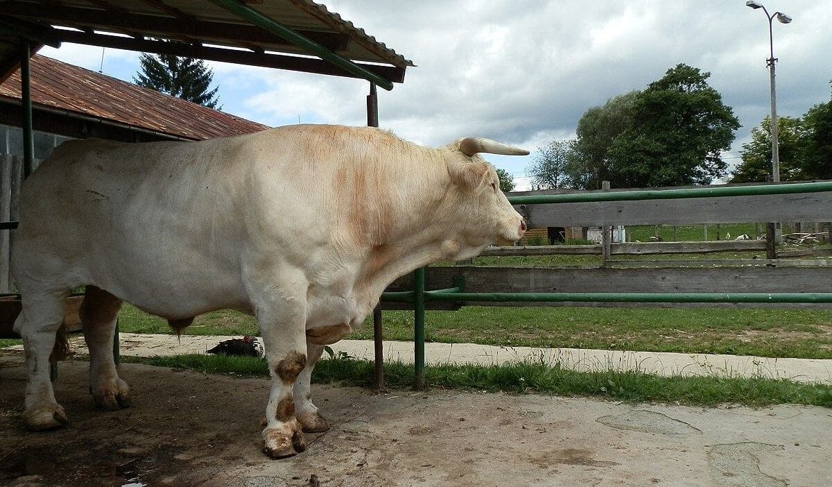 Buyuk polonya da trajedi bogalar bir adami ezdi 10653