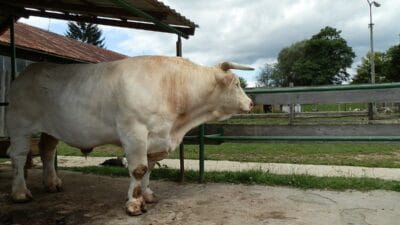 Buyuk polonya da trajedi bogalar bir adami ezdi 10653