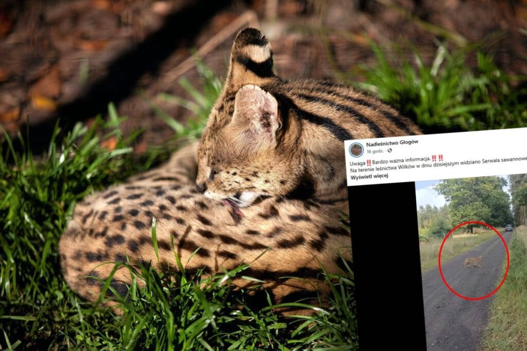 egzotik yirtici hayvan asagi silezya da goruldu ormancilar alarmda bu bir saka degil 11178