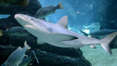 Florida'da köpekbalığı saldırısı. Çocuğun durumu kritik 4 Florida da kopekbaligi saldirisi cocugun durumu kritik 8750