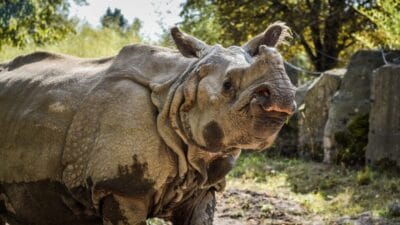 Gergedan muhafazasinda dizi finali gergedan shikari nin perde arkasi bakimini gorun 13189