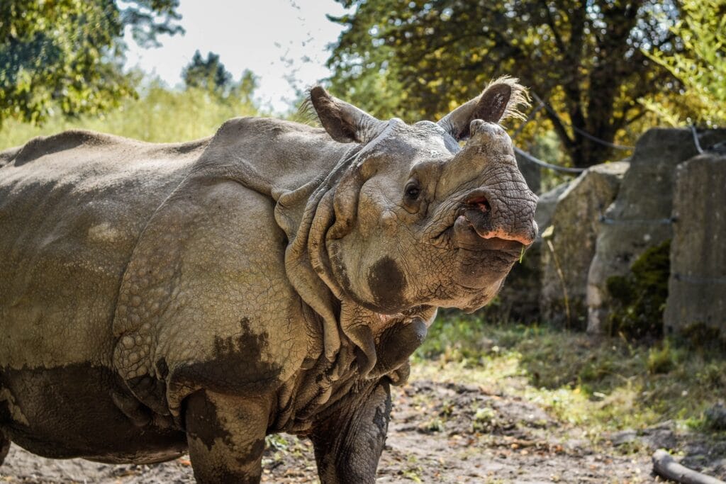 Gergedan muhafazasinda dizi finali gergedan shikari nin perde arkasi bakimini gorun 13189