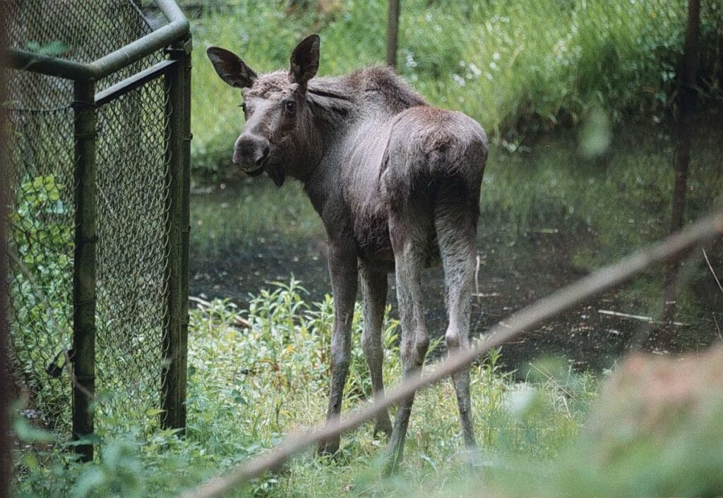 geyik emil avusturya da is yapiyor pkp nin planlarini bozdu varsova ya giden tren vagonlarini kaybetti 9587