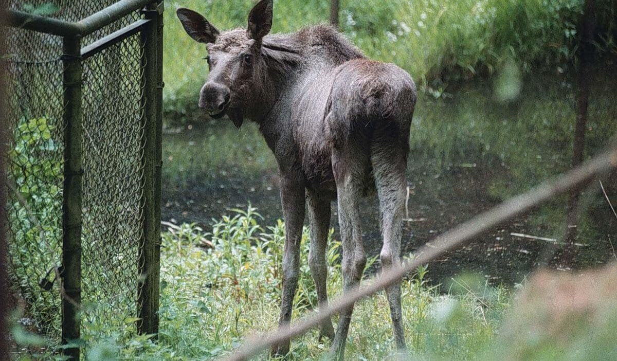 Geyik emil avusturya da is yapiyor pkp nin planlarini bozdu varsova ya giden tren vagonlarini kaybetti 9587