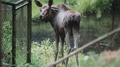 Geyik emil avusturya da is yapiyor pkp nin planlarini bozdu varsova ya giden tren vagonlarini kaybetti 9587