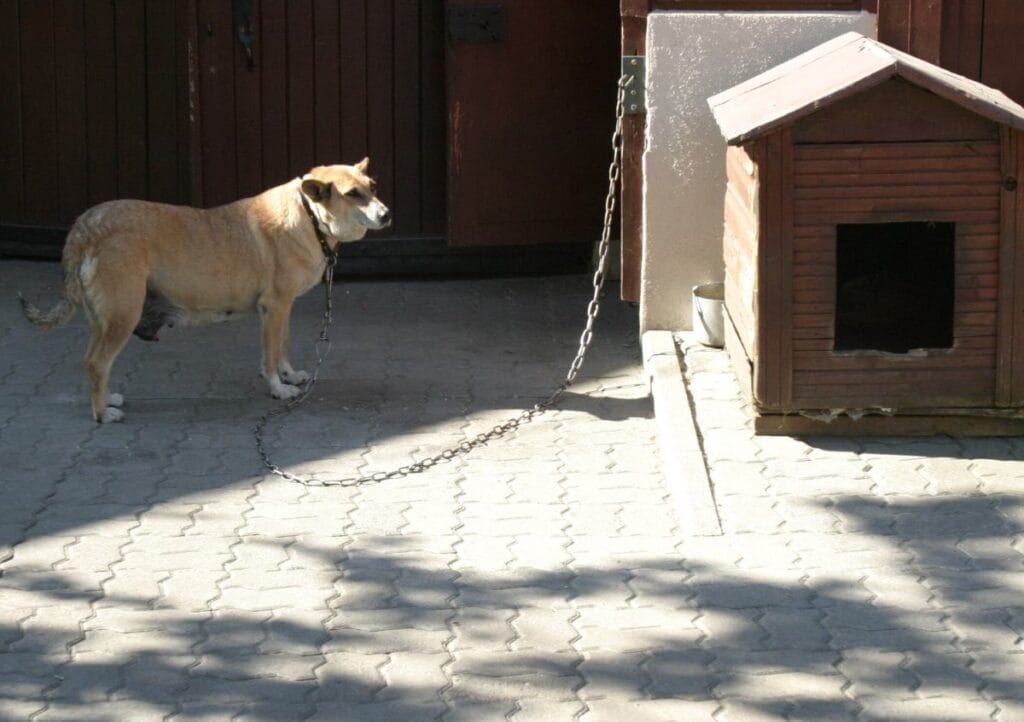 hayvanlari koruma yasasi oylandi tusk zincir yasasinin sonu nihayet 13306