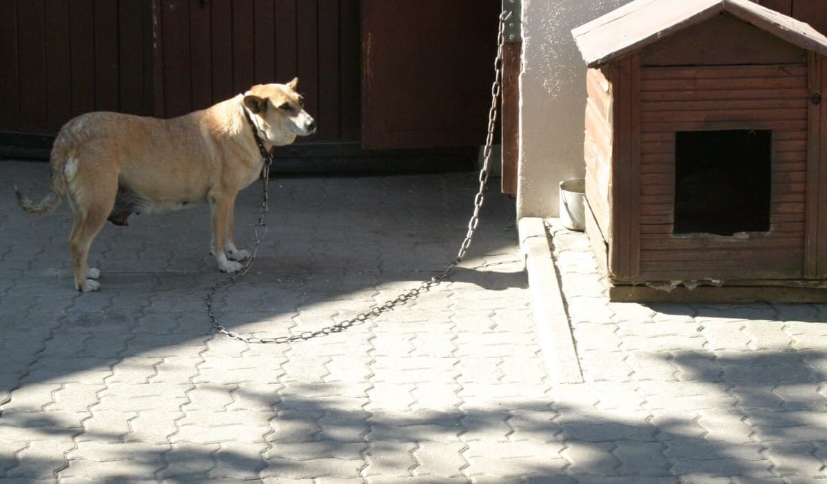 Hayvanları koruma yasası oylandı. Tusk: zincir yasasının sonu. Nihayet! 1 Hayvanlari koruma yasasi oylandi tusk zincir yasasinin sonu nihayet 13306