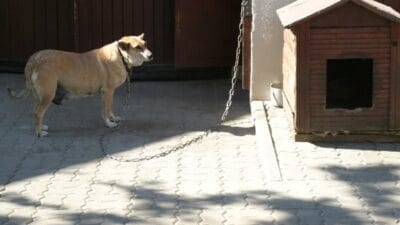 Hayvanlari koruma yasasi oylandi tusk zincir yasasinin sonu nihayet 13306