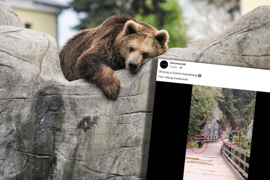 koscieliska vadisi nden dehset verici goruntuler bir ayi bir turisti kovaladi vi deo 8325