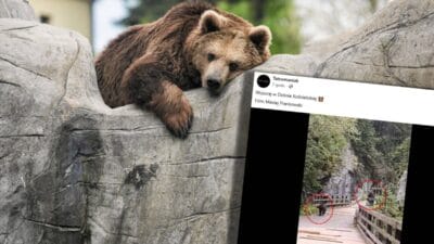 Koscieliska vadisi'nden dehşet verici görüntüler. Bir ayı bir turisti kovaladı. 2 Koscieliska vadisi nden dehset verici goruntuler bir ayi bir turisti kovaladi vi deo 8325