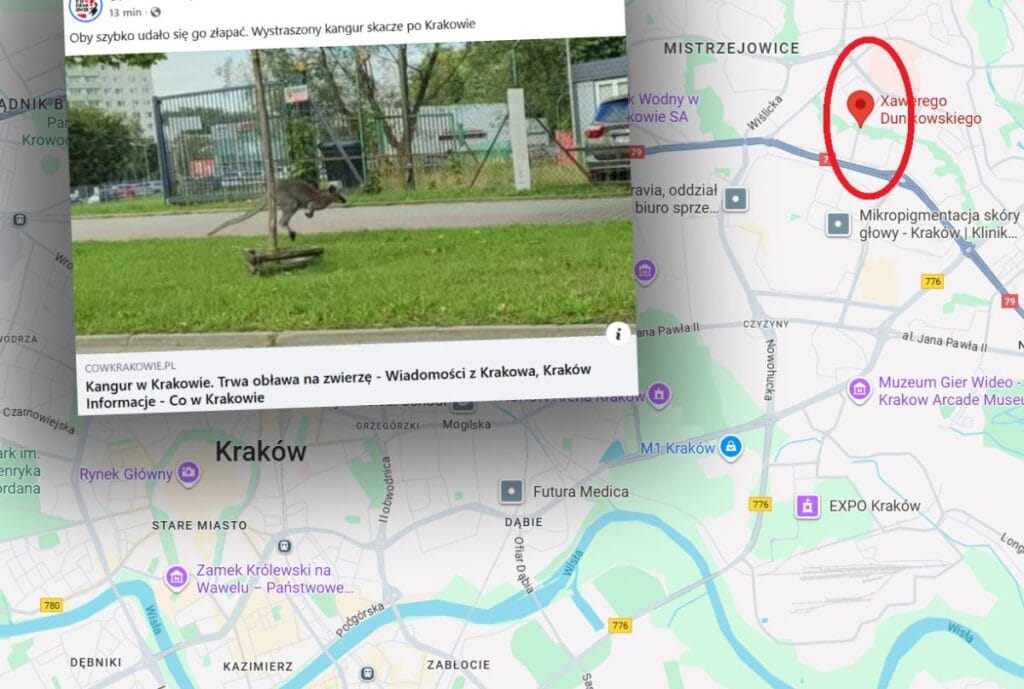 krakow un merkezinde baska bir kitadan gelen bir hayvan goruldu eylem devam ediyor 11610