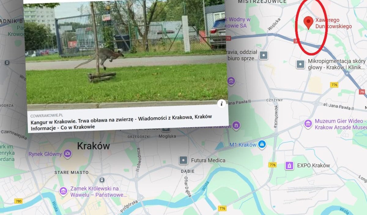 Krakow un merkezinde baska bir kitadan gelen bir hayvan goruldu eylem devam ediyor 11610