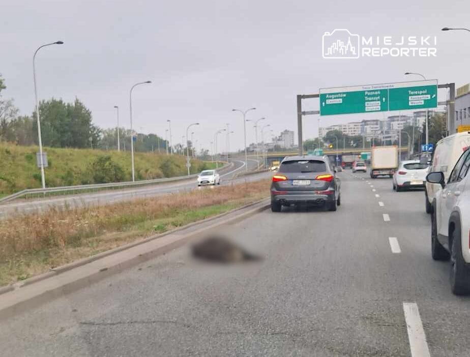 Miedzeszyński setinde bir araba yaban domuzuna çarptı. Hayvan öldü 1 Miedzeszy ski setinde bir araba yaban domuzuna carpti hayvan oldu 8897