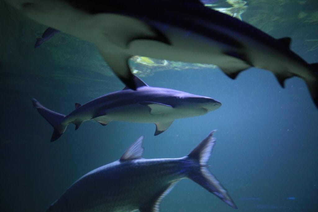 misir plajlari kapatti kopekbaliklari suda turistler korku icinde 11811