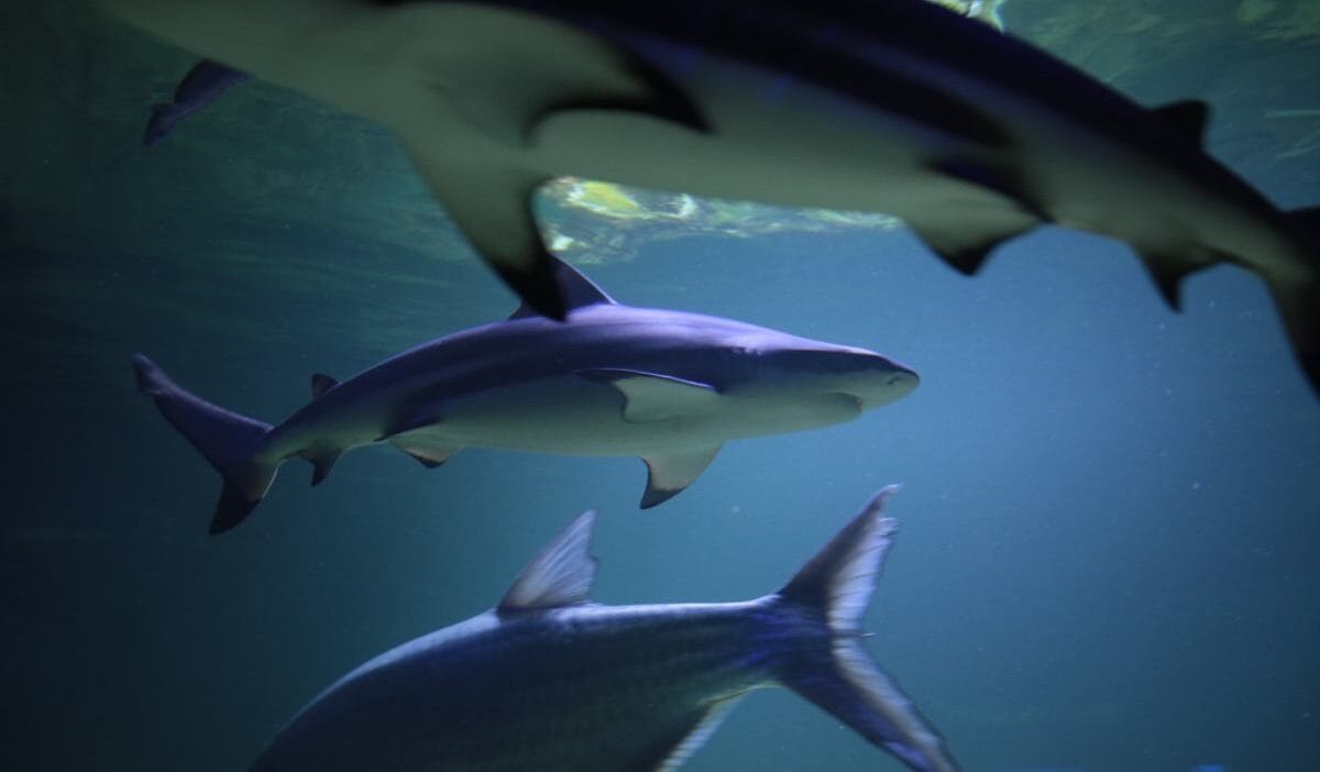 Mısır plajları kapattı. Köpekbalıkları suda, turistler korku içinde 1 Misir plajlari kapatti kopekbaliklari suda turistler korku icinde 11811