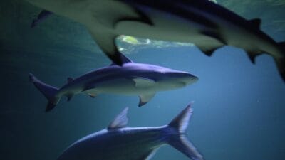 Mısır plajları kapattı. Köpekbalıkları suda, turistler korku içinde 4 Misir plajlari kapatti kopekbaliklari suda turistler korku icinde 11811