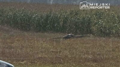 Ormanlarda drone benzeri uc cisim bulundu 12282