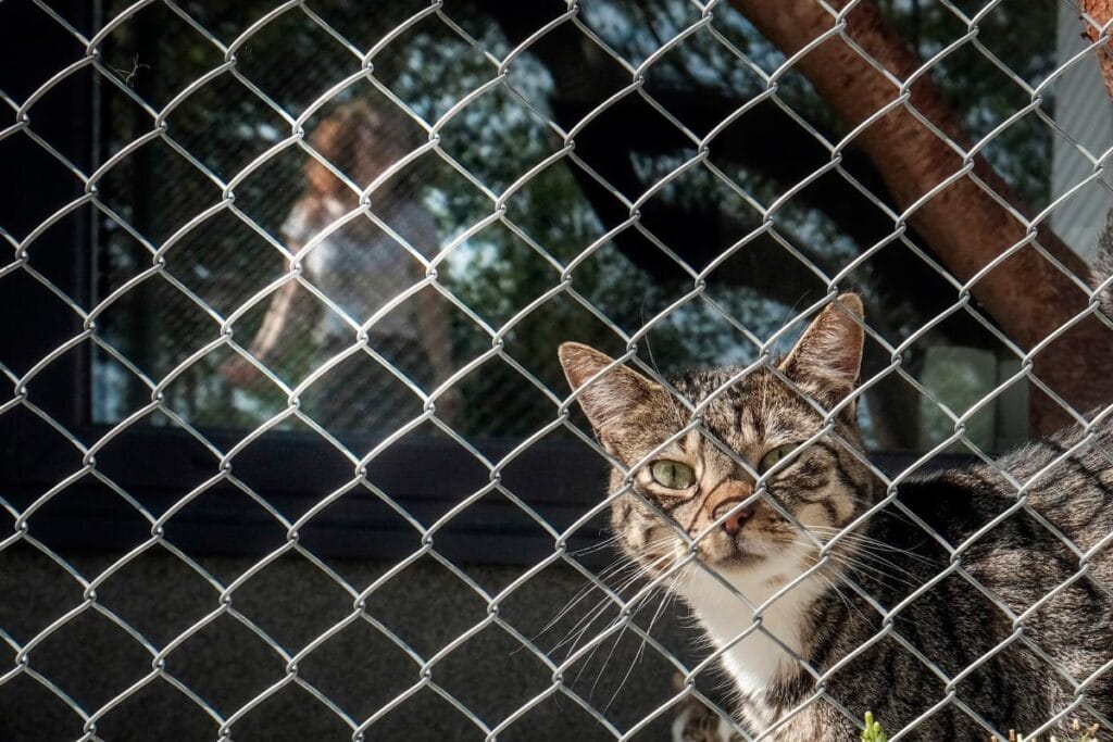 slupsk taki bir barinak hayvanlarla cinsel iliskiye giren faili ariyor kedinin kafasinda 34 pompali tufek patlamasinin izleri var 9548