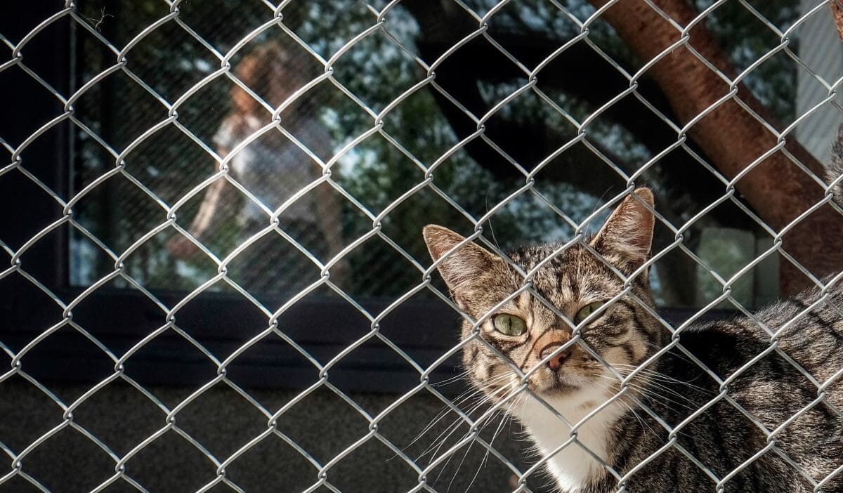 Slupsk'taki bir barınak, hayvanlarla cinsel ilişkiye giren faili arıyor. "kedinin kafasında 34 pompalı tüfek patlamasının izleri var". 1 Slupsk taki bir barinak hayvanlarla cinsel iliskiye giren faili ariyor kedinin kafasinda 34 pompali tufek patlamasinin izleri var 9548